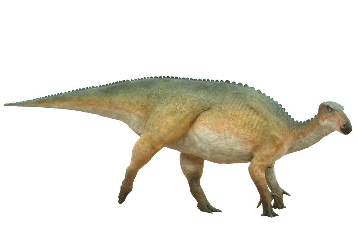 Iguanodon015.jpg