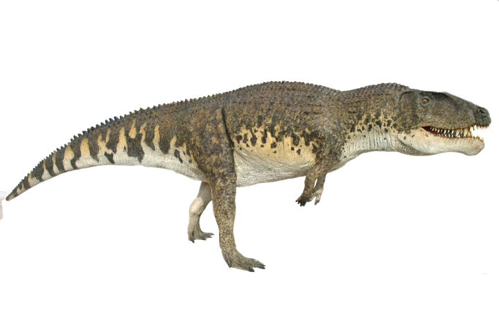 Postosuchus031.jpg